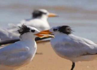 NSW, 호주 토종 조류서 첫 조류인플루엔자 확인 Two new cases of bird flu have been recorded in New South Wales, the state’s first detection of the H5 avian influenza in Australian native species. 9News