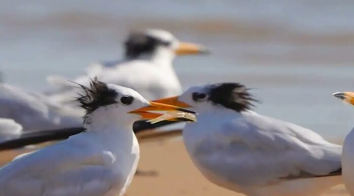 NSW, 호주 토종 조류서 첫 조류인플루엔자 확인 Two new cases of bird flu have been recorded in New South Wales, the state’s first detection of the H5 avian influenza in Australian native species. 9News