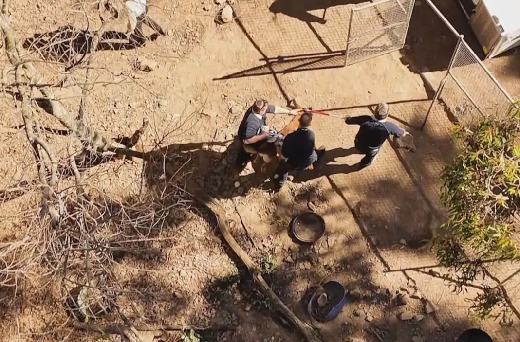 The dogs had to be restrained as they were removed from the property. 9News