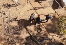 시드니 에숄파크 주택서 개에 물려 23세 남성 사망 The dogs had to be restrained as they were removed from the property. 9News