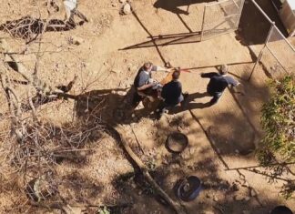 시드니 에숄파크 주택서 개에 물려 23세 남성 사망 The dogs had to be restrained as they were removed from the property. 9News