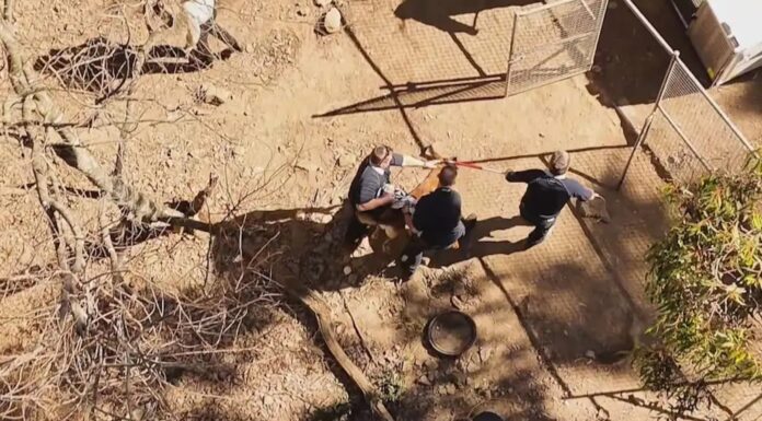 시드니 에숄파크 주택서 개에 물려 23세 남성 사망 The dogs had to be restrained as they were removed from the property. 9News