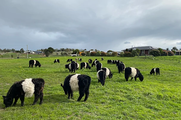 1.They called on locals to support Tasmanian farmers by buying directly from them. Heritage Farms Australia_9news They called on locals to support Tasmanian farmers by buying directly from them. Heritage Farms Australia_9news