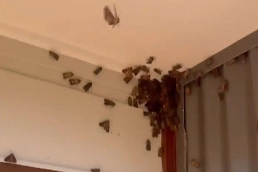 3RESID~1 3.Residents across Sydney and southern NSW have reported a huge influx of moths in and around their homes recently. Today_9news