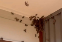 시드니 뒤덮은 나방 떼, 알고 보니 멸종위기종 ‘보공나방’ 3.Residents across Sydney and southern NSW have reported a huge influx of moths in and around their homes recently. Today_9news