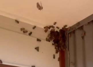 시드니 뒤덮은 나방 떼, 알고 보니 멸종위기종 ‘보공나방’ 3.Residents across Sydney and southern NSW have reported a huge influx of moths in and around their homes recently. Today_9news