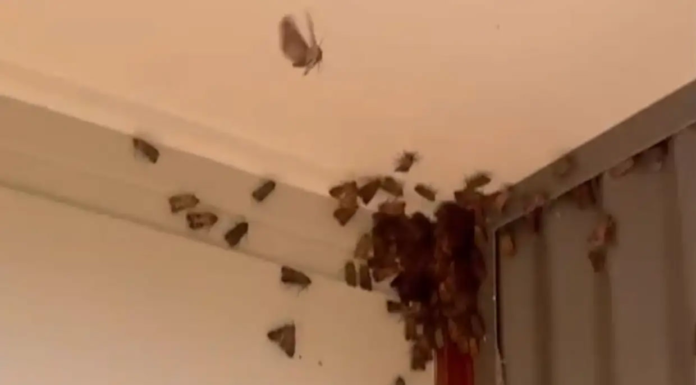 시드니 뒤덮은 나방 떼, 알고 보니 멸종위기종 ‘보공나방’ 3.Residents across Sydney and southern NSW have reported a huge influx of moths in and around their homes recently. Today_9news