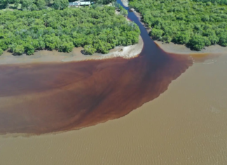 NSW 리치먼드강 살리기 위한 복구 작업 착수 Creek outflow on the lower floodplain of the Richmond River, found to be heavy with monosulfidic black ooze. John Larsson_9news