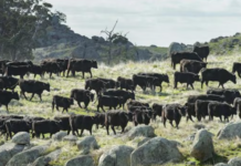 NSW 윌칸니아(Wilcannia) 목장에서 소 200여 마리 실종 Police are investigating if more than 200 cows and bulls have been stolen or wandered off from a cattle station at Wilcannia, in NSW’s northwest. Picture Zoe Phillips_news.com.au