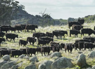 NSW 윌칸니아(Wilcannia) 목장에서 소 200여 마리 실종 Police are investigating if more than 200 cows and bulls have been stolen or wandered off from a cattle station at Wilcannia, in NSW’s northwest. Picture Zoe Phillips_news.com.au