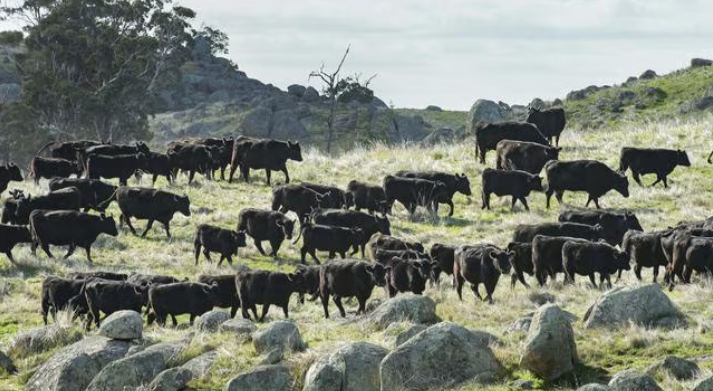 7.Police are investigating if more than 200 cows and bulls have been stolen or wandered off from a cattle station at Wilcannia, in NSW’s northwest. Picture Zoe Phillips_news.com.au Police are investigating if more than 200 cows and bulls have been stolen or wandered off from a cattle station at Wilcannia, in NSW’s northwest. Picture Zoe Phillips_news.com.au