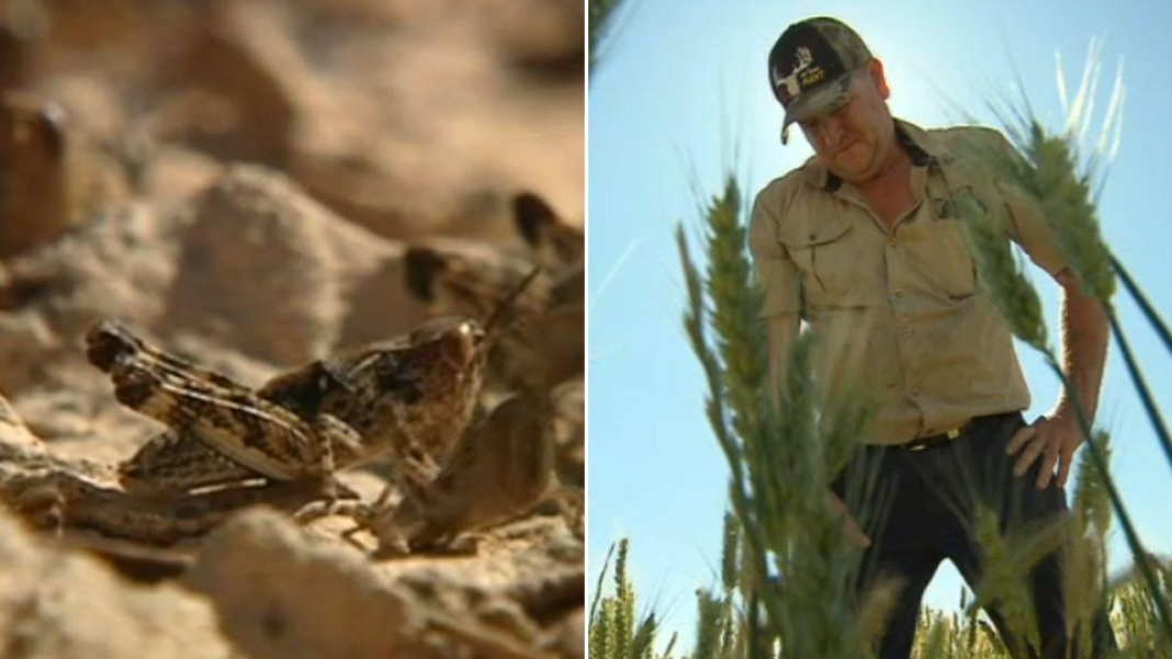 Riverland farmer Steve Nitschke may lose his crop to locusts Credit 7NEWS