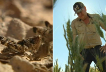 남호주 리버랜드, 창궐하는 메뚜기 떼에 농가 ‘비상’ Riverland farmer Steve Nitschke may lose his crop to locusts Credit 7NEWS