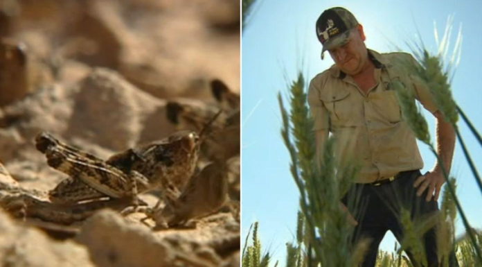남호주 리버랜드, 창궐하는 메뚜기 떼에 농가 ‘비상’ Riverland farmer Steve Nitschke may lose his crop to locusts Credit 7NEWS