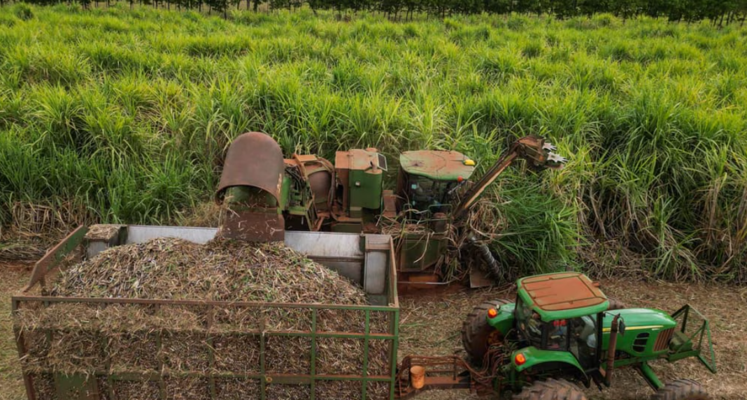 15.A mechanical harvester works in a sugar cane plantation in Barretos, 430 km from Sao Paulo, Brazil. Picture AFPNelson Almeida_nine A mechanical harvester works in a sugar cane plantation in Barretos, 430 km from Sao Paulo, Brazil. Picture AFPNelson Almeida_nine