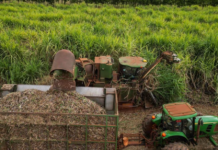 국제 설탕값 19개월 만에 최고… 초콜릿·사탕 가격 오를 수도 A mechanical harvester works in a sugar cane plantation in Barretos, 430 km from Sao Paulo, Brazil. Picture AFPNelson Almeida_nine
