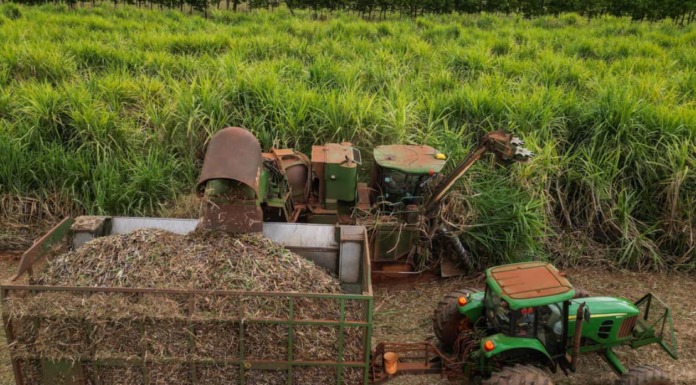 국제 설탕값 19개월 만에 최고… 초콜릿·사탕 가격 오를 수도 A mechanical harvester works in a sugar cane plantation in Barretos, 430 km from Sao Paulo, Brazil. Picture AFPNelson Almeida_nine