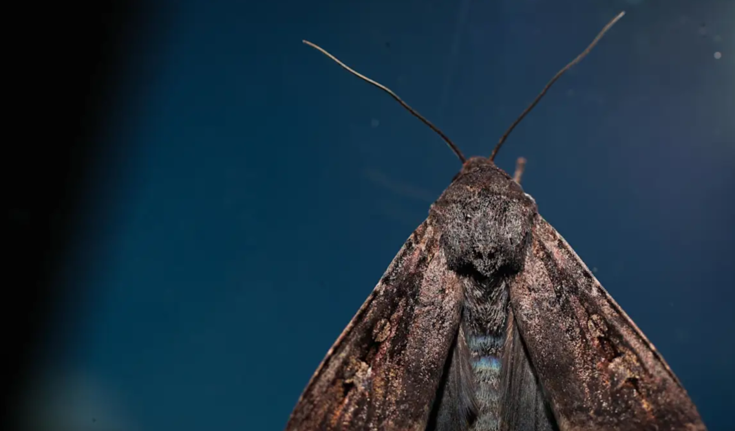 Bogong moths are an endangered species, and are also an important food source for other animals in the NSW alpine region. Alex Ellinghausen
