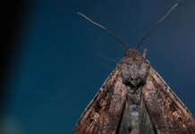 시드니 ‘보공나방’ 떼 출몰 계속… 전문가 “11월까지 이어질 수도” Bogong moths are an endangered species, and are also an important food source for other animals in the NSW alpine region. Alex Ellinghausen