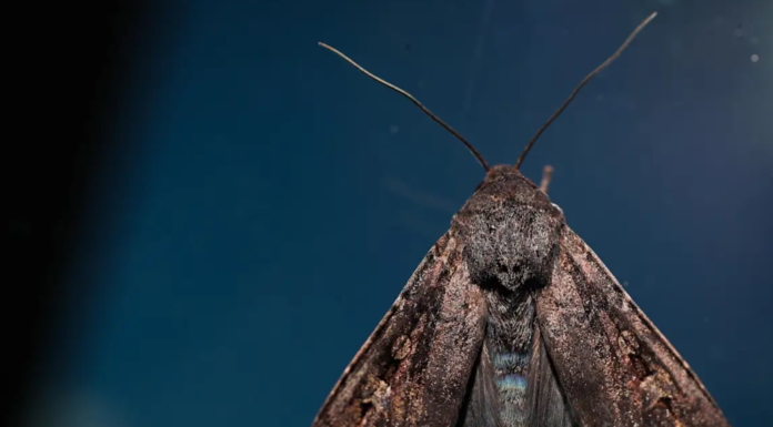 시드니 ‘보공나방’ 떼 출몰 계속… 전문가 “11월까지 이어질 수도” Bogong moths are an endangered species, and are also an important food source for other animals in the NSW alpine region. Alex Ellinghausen